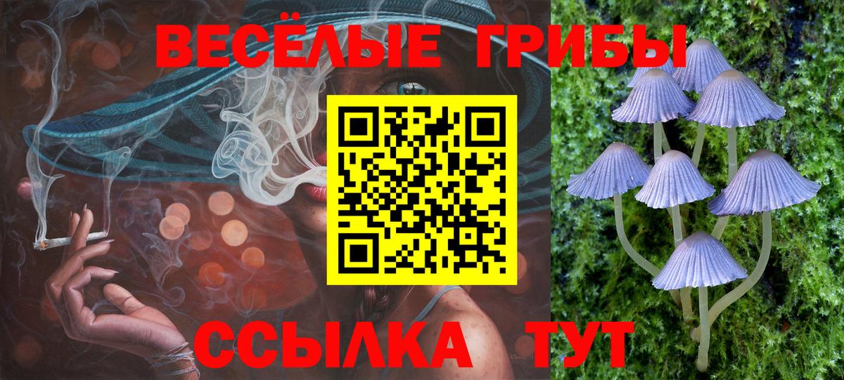 Галлюциногенные грибы Psilocybe Узловая
